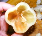 Lecsó - A magház kiszedve.