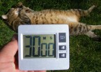 Juhtúróval töltött sült gomba - 30 percig süljön fedővel!