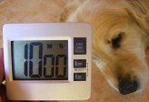 Juhtúróval töltött sült gomba - Süljön még 10 percet!