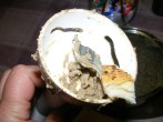 Csirkemájkrém - Egy kenyérhéjjal szedd össze a májkrémet a rúdmixer belsejéből!