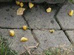 Slambuc - Az első megfordítást elbénáztam...