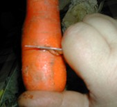 Húsleves - Támaszd meg a hüvelykujjaddal, és kapard le körben kb. 3 cm magasan a héjat!