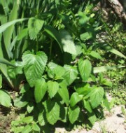 Citromfű-tea - Hozzávalók: citromfű